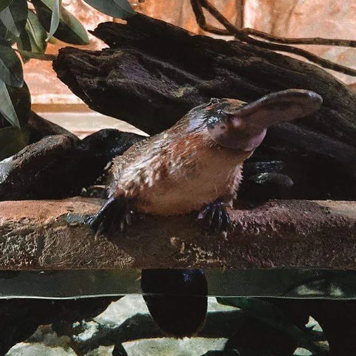 Jackie Platypus
