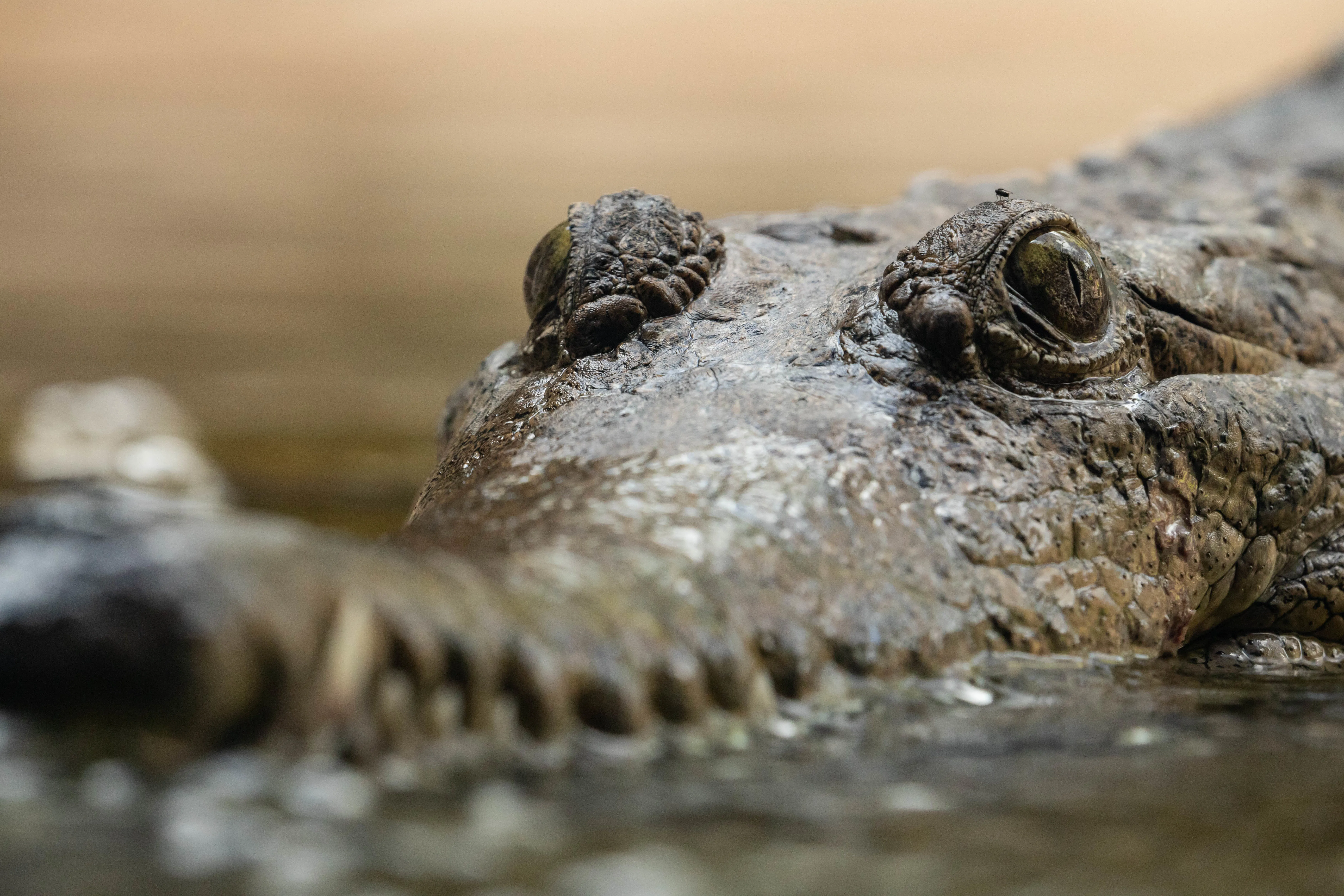 Freshcrocs 9350 Benholgate