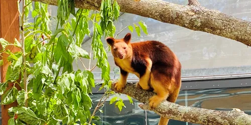 Welcome Kofi - First Tree Kangaroo at WILD LIFE Sydney Zoo